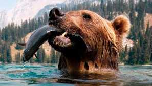 Мечка гризли